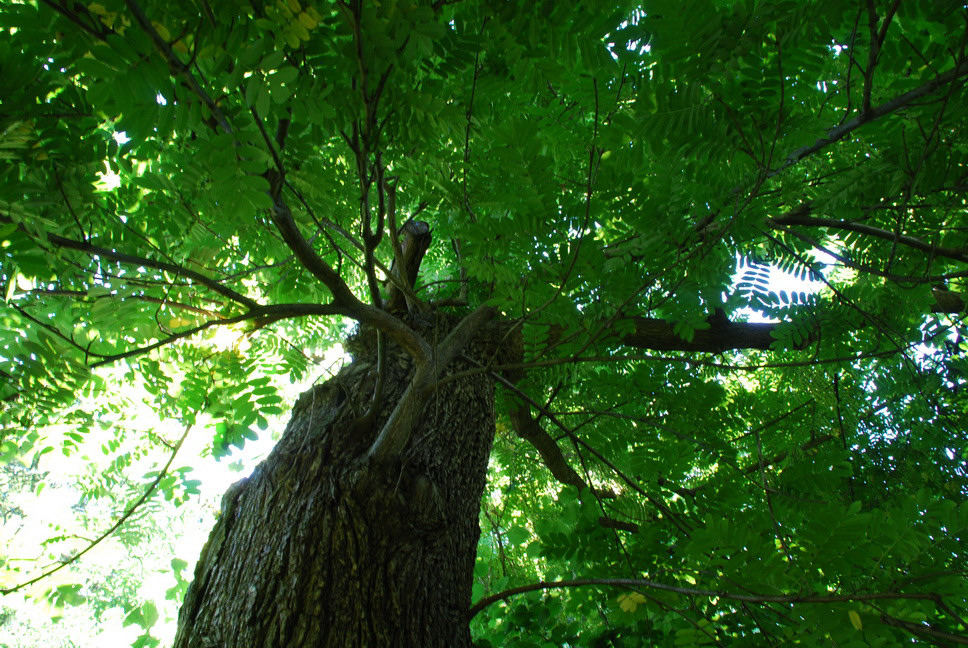 Orto Botanico_089.JPG